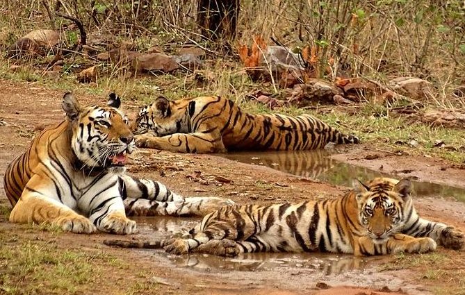 panna national park